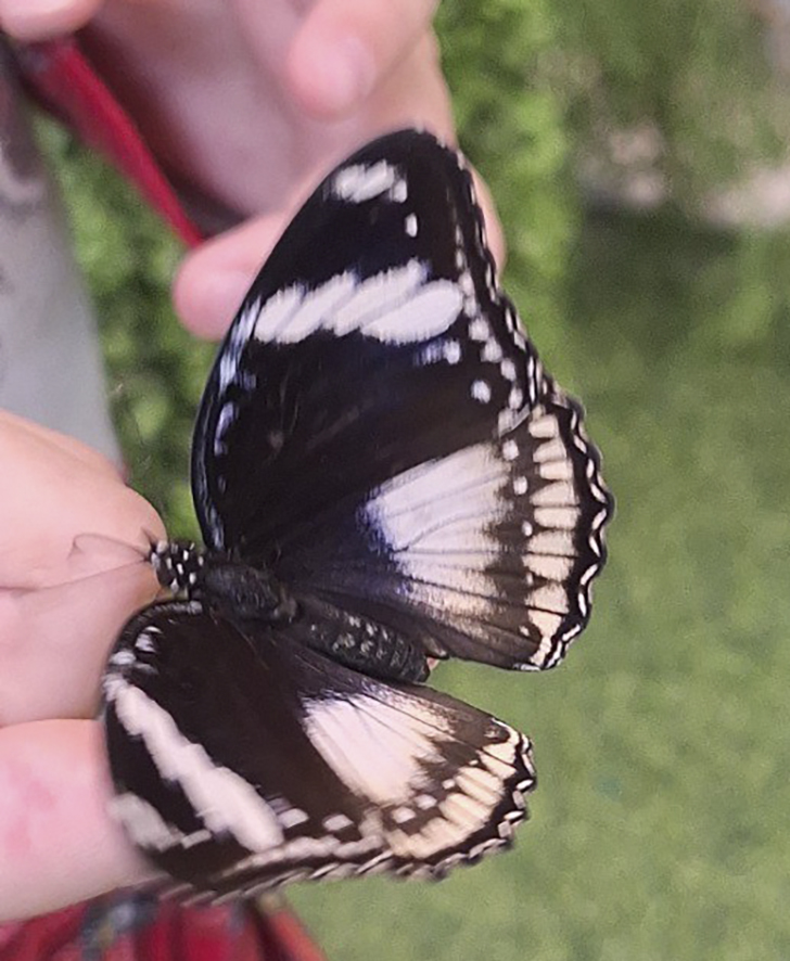 Зимнее лето в Питере и встреча с живыми цветами (фото Ольга Полупан, 2025)