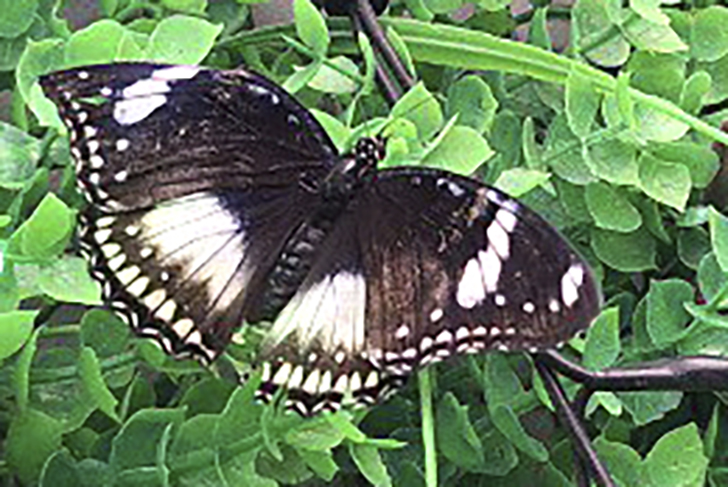 Зимнее лето в Питере и встреча с живыми цветами (фото Ольга Полупан, 2025)