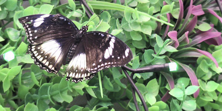 Зимнее лето в Питере и встреча с живыми цветами (фото Ольга Полупан, 2025)