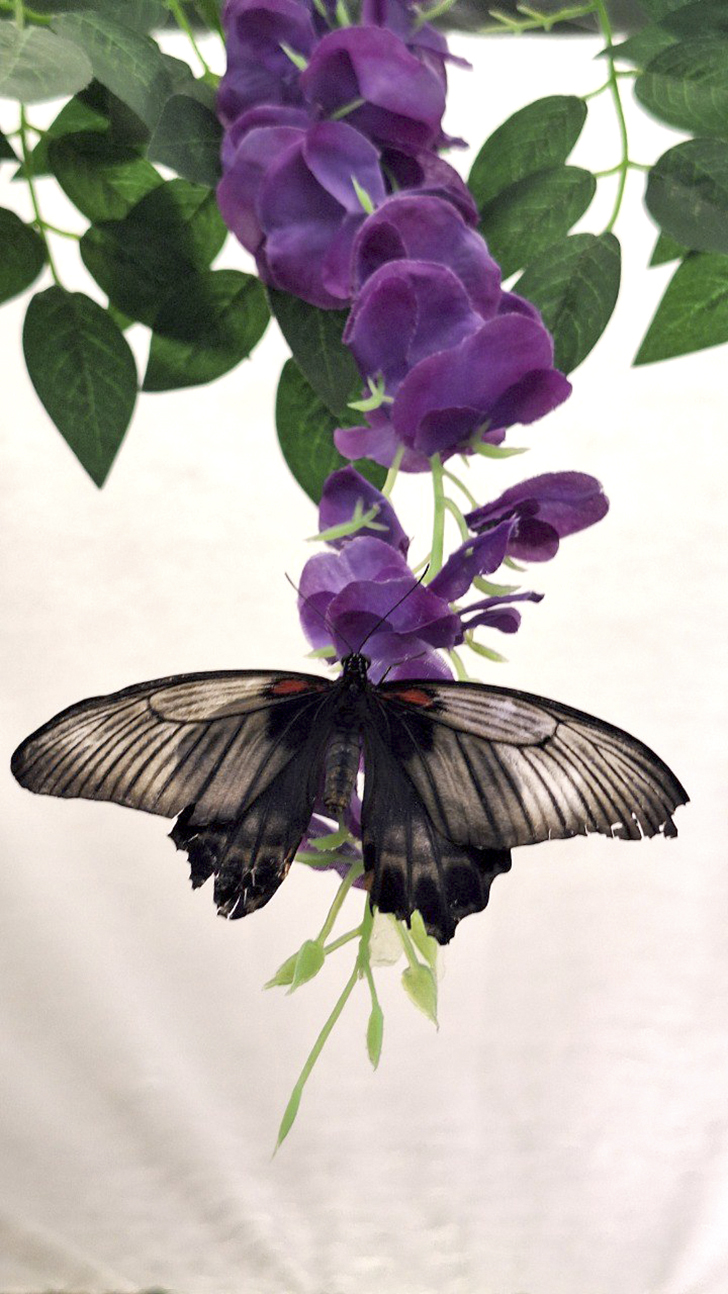 Зимнее лето в Питере и встреча с живыми цветами (фото Ольга Полупан, 2025)