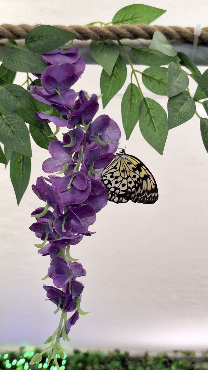 Зимнее лето в Питере и встреча с живыми цветами (фото Ольга Полупан, 2025)