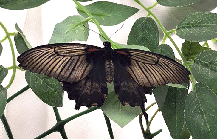 Зимнее лето в Питере и встреча с живыми цветами (фото Ольга Полупан, 2025)