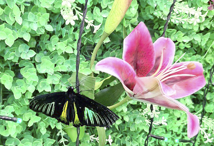 Зимнее лето в Питере и встреча с живыми цветами (фото Ольга Полупан, 2025)