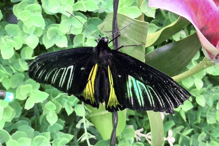 Зимнее лето в Питере и встреча с живыми цветами (фото Ольга Полупан, 2025)