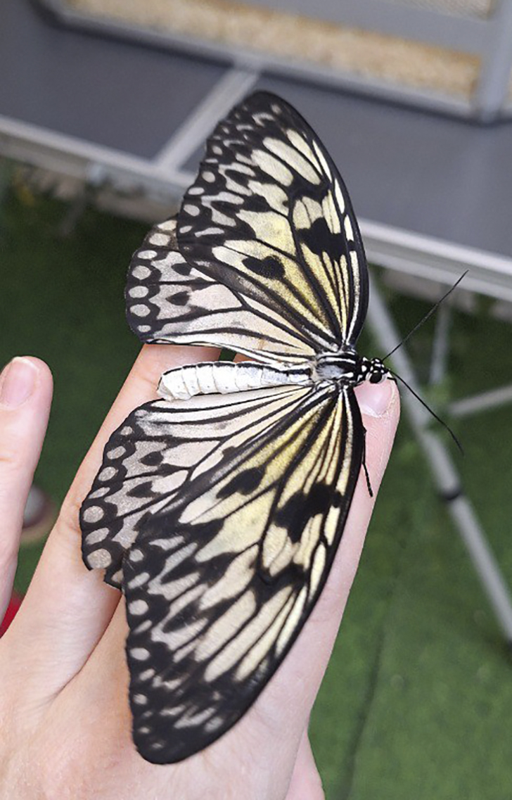 Зимнее лето в Питере и встреча с живыми цветами (фото Ольга Полупан, 2025)