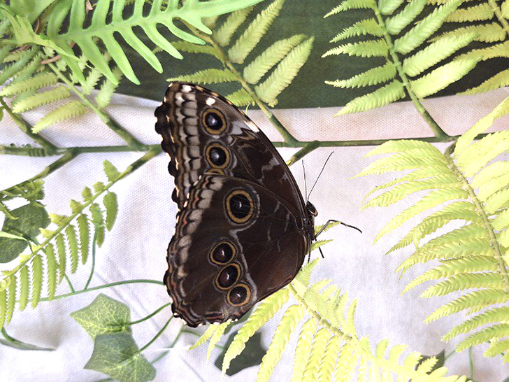 Зимнее лето в Питере и встреча с живыми цветами (фото Ольга Полупан, 2025)