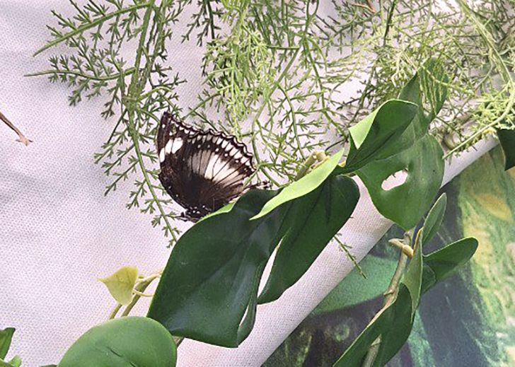 Зимнее лето в Питере и встреча с живыми цветами (фото Ольга Полупан, 2025)