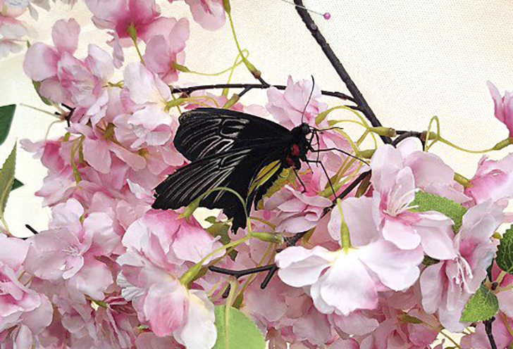 Зимнее лето в Питере и встреча с живыми цветами (фото Ольга Полупан, 2025)