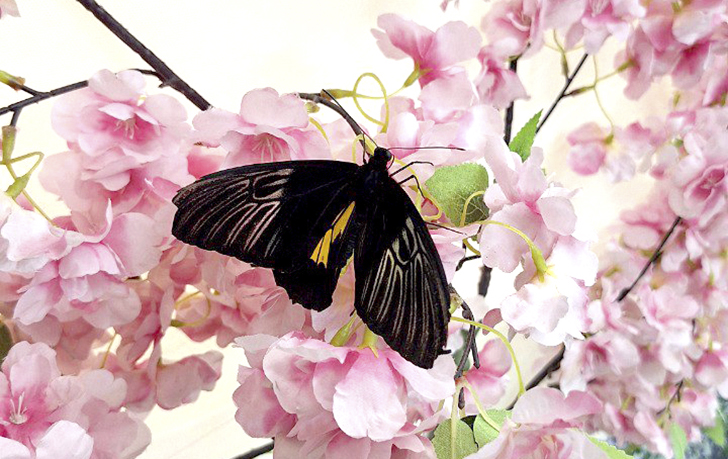 Зимнее лето в Питере и встреча с живыми цветами (фото Ольга Полупан, 2025)