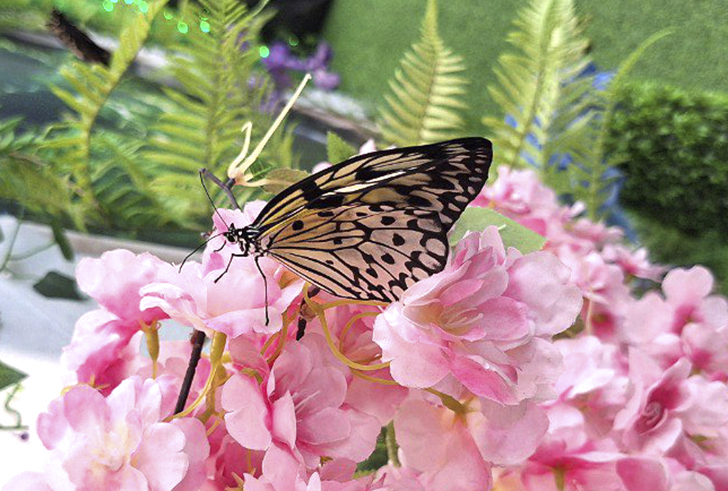 Зимнее лето в Питере и встреча с живыми цветами (фото Ольга Полупан, 2025)