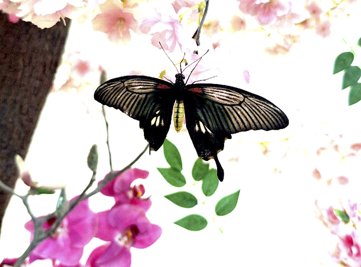 Зимнее лето в Питере и встреча с живыми цветами (фото Ольга Полупан, 2025)