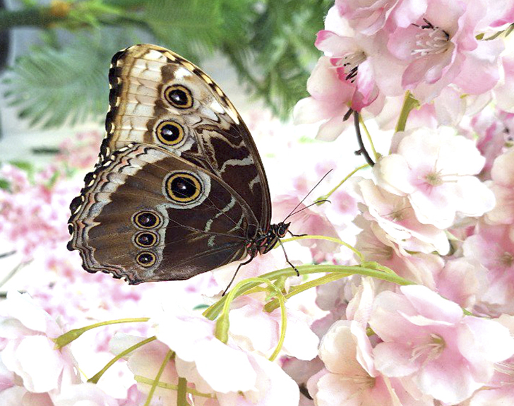 Зимнее лето в Питере и встреча с живыми цветами (фото Ольга Полупан, 2025)