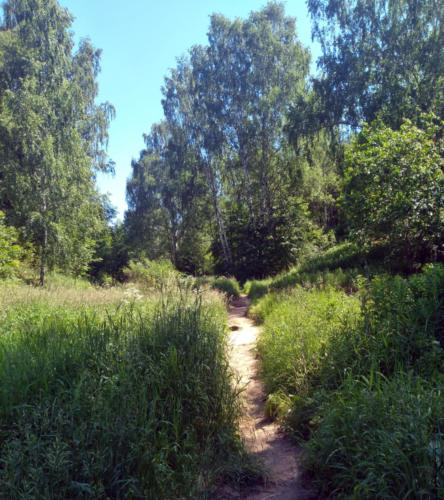 г.Клин, парк «Вальс цветов» (фото infoce-klin.ru, июнь 2021 года)