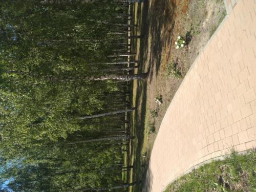 г.Клин, парк «Вальс цветов» (фото infoce-klin.ru, июнь 2021 года)