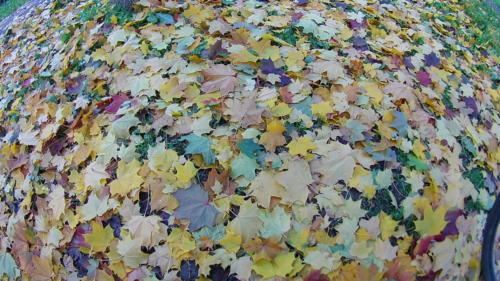 Осенняя игра красок (фото В.Кузьмин, октябрь, 2021)