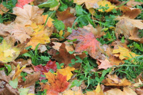 Золотая красота осени (фото В.Кузьмин, сентябрь, 2021)