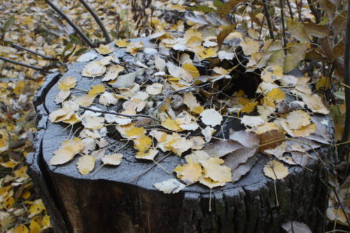 Золотая красота осени (фото В.Кузьмин, сентябрь, 2021)