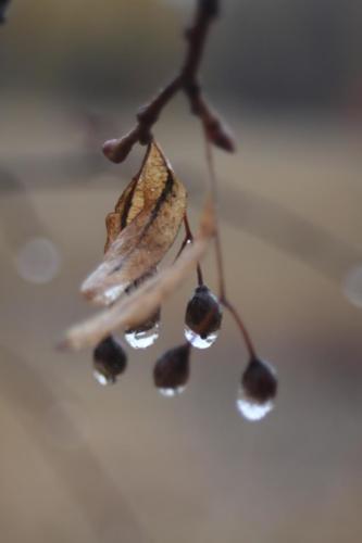 Золотая красота осени (фото В.Кузьмин, сентябрь, 2021)