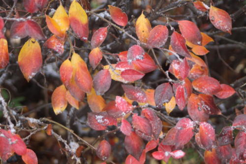 Золотая красота осени (фото В.Кузьмин, сентябрь, 2021)