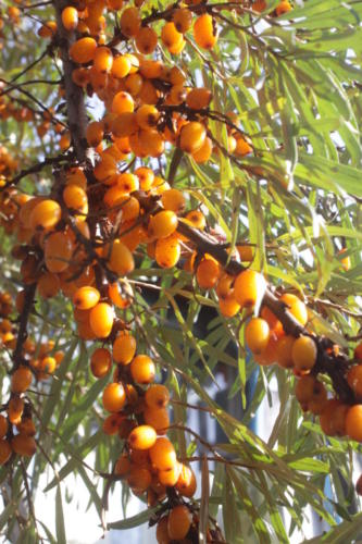 Золотая красота осени (фото В.Кузьмин, сентябрь, 2021)