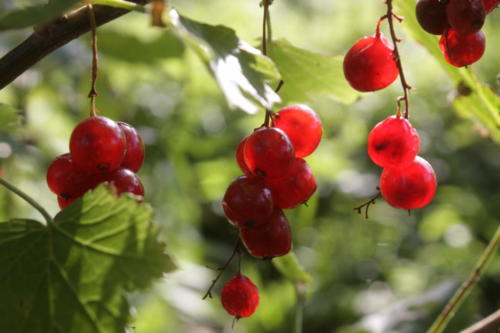 Золотая красота осени (фото В.Кузьмин, сентябрь, 2021)