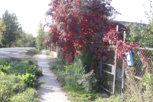 Золотая красота осени (фото В.Кузьмин, сентябрь, 2021)