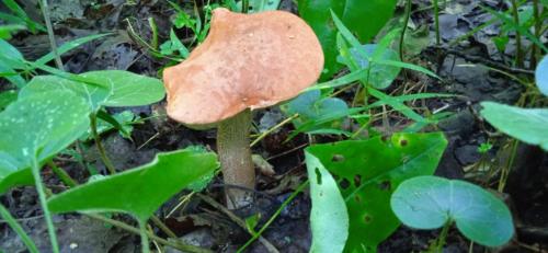 Золотая красота осени (фото В.Кузьмин, сентябрь, 2021)