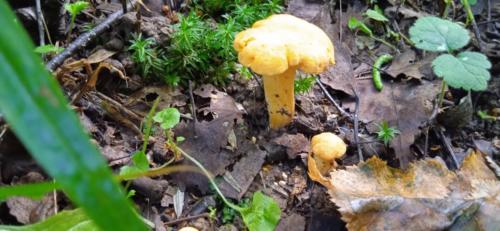 Золотая красота осени (фото В.Кузьмин, сентябрь, 2021)