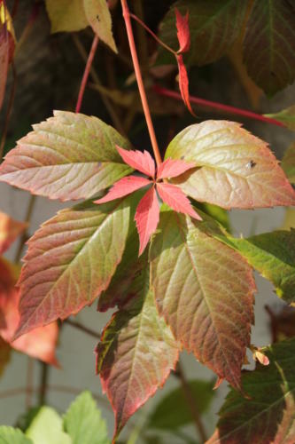 Золотая красота осени (фото В.Кузьмин, сентябрь, 2021)