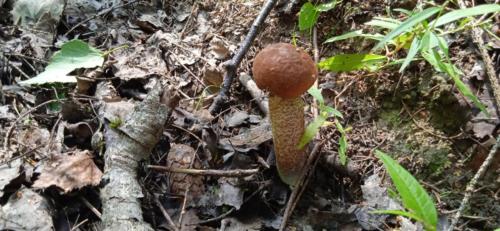 Золотая красота осени (фото В.Кузьмин, сентябрь, 2021)