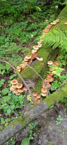 Золотая красота осени (фото В.Кузьмин, сентябрь, 2021)