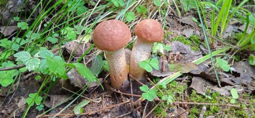 Золотая красота осени (фото В.Кузьмин, сентябрь, 2021)