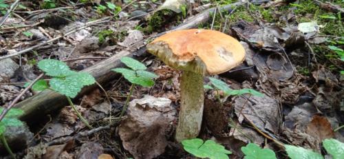 Золотая красота осени (фото В.Кузьмин, сентябрь, 2021)