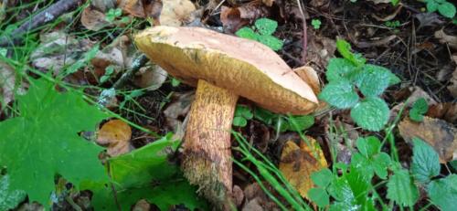 Золотая красота осени (фото В.Кузьмин, сентябрь, 2021)