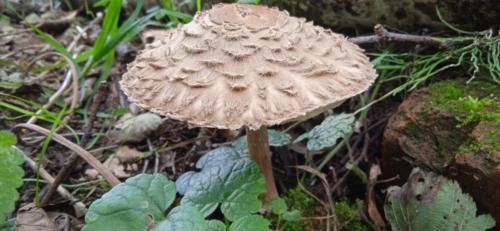 Золотая красота осени (фото В.Кузьмин, сентябрь, 2021)