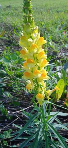 Золотая красота осени (фото В.Кузьмин, сентябрь, 2021)