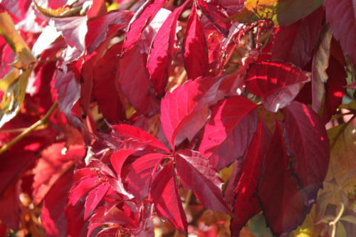 Золотая красота осени (фото В.Кузьмин, сентябрь, 2021)