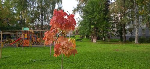 Золотая красота осени (фото В.Кузьмин, сентябрь, 2021)