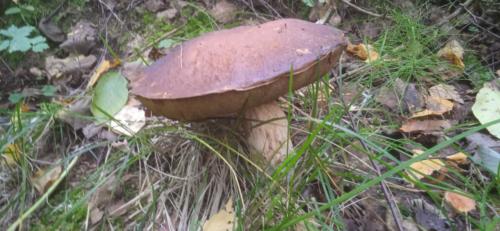 Золотая красота осени (фото В.Кузьмин, сентябрь, 2021)