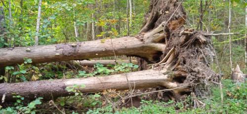 Золотая красота осени (фото В.Кузьмин, сентябрь, 2021)