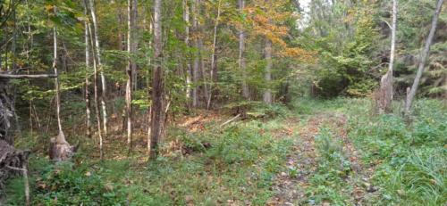 Золотая красота осени (фото В.Кузьмин, сентябрь, 2021)