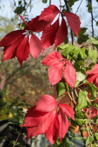 Золотая красота осени (фото В.Кузьмин, сентябрь, 2021)