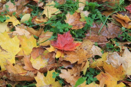 Золотая красота осени (фото В.Кузьмин, сентябрь, 2021)