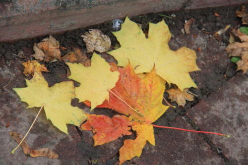 Золотая красота осени (фото В.Кузьмин, сентябрь, 2021)