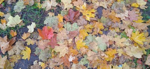 Золотая красота осени (фото В.Кузьмин, сентябрь, 2021)