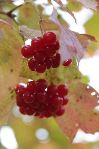 Золотая красота осени (фото В.Кузьмин, сентябрь, 2021)