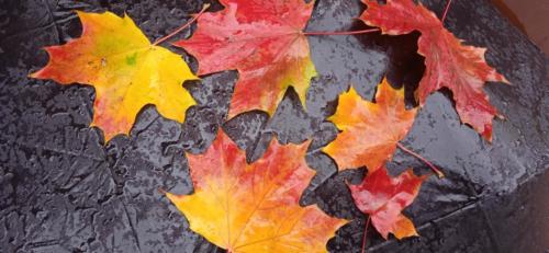 Золотая красота осени (фото В.Кузьмин, сентябрь, 2021)