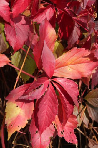 Осенняя игра красок (фото В.Кузьмин, октябрь, 2021)