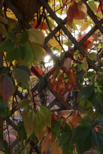 Осенняя игра красок (фото В.Кузьмин, октябрь, 2021)