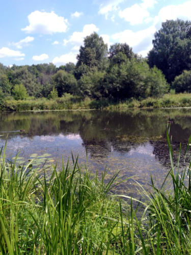 г.Клин, река Сестра (фото infoce-klin.ru, июнь 2021 года)